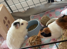 2 male guinea pigs 6 months old