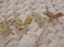 Baby beardies available