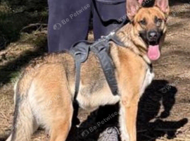 German shepherd 3 years old (in November)