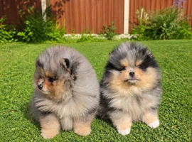 teddy bear Pomeranian boy