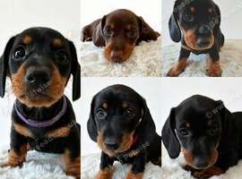 Beautiful Miniature Daschund Puppies