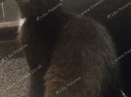 Cute little boy still available