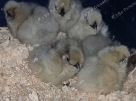 Silkies chicks 2 day old