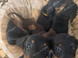 last 2 STUNNING MINIATURE DACHSHUND BOYS LEFT Ready for Their Forever Homes! Absolutely gorgeous Chocolate & Tan Miniature Dachshunds healthy, happy,