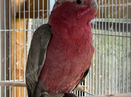 Female Galah 2022 Close rung