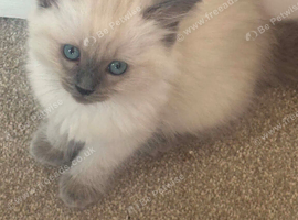 Ragdoll female kitten