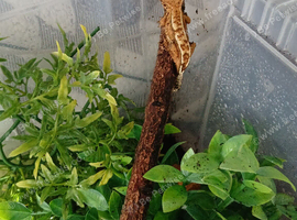 Grested Geckos