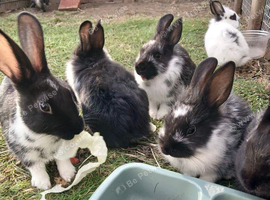 Baby rabbits 8 weeks old
