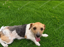 Jack Russel adult girl for sale