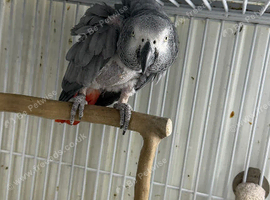 Female African grey Glasgow