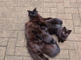 Kittens