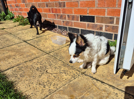 1 male chihuahua for sale called patch