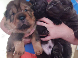 BEAUTIFUL LITTER OF 3