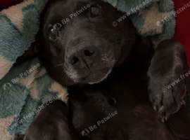 Older dog needs home asap