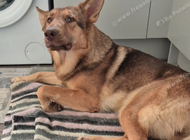 Beautiful German Shepherd