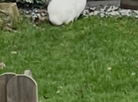 Baby rabbit with cage