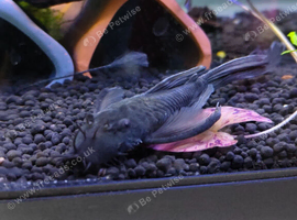 Breeding Pair Green Dragon long fin plecos