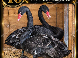 Black Swans