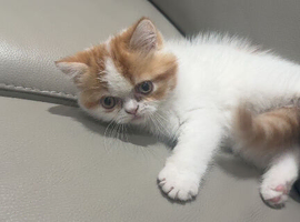 Cute male exotic shorthair kitten