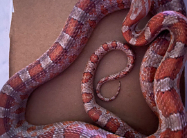 Corn snake for sale