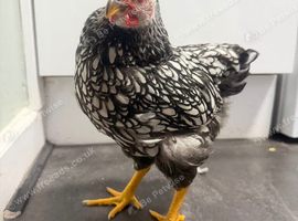 Pure Silver Laced Wyandotte Cockerel