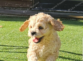 American cockerpoo f1b puppies