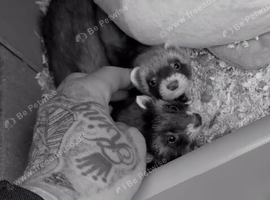 2 young female ferrets free to good home