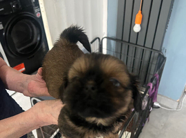 Stunning imperial Shih Tzu pups