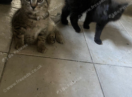Kittens for sale