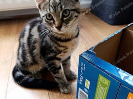 Two kittens