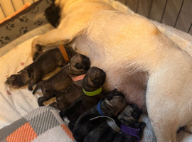 Pug puppies kc registered