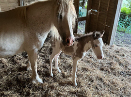 Welsh cross cob mare and foal