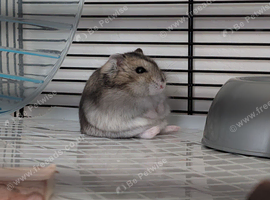 Female Russian Dwarf Hamster