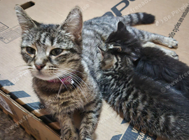 9 week old kittens looking for forever homes