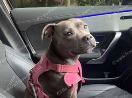 Female Blue Staffordshire Bullterrier