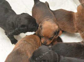 Chunky Rottiecorso's