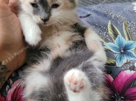Fluffy grey female kitten