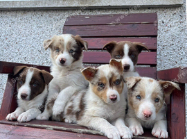 Red / White + Red Merle Border Collie puppies