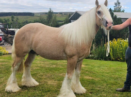 Beautiful 4 yr old palomino 14.2 cob stallion