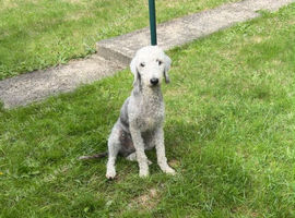 Bedlington terrier boy