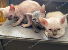Adorable sphinx kittens