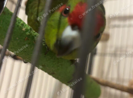 Kakarikis