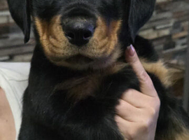 Last Females Available &ndash; Strong German Style