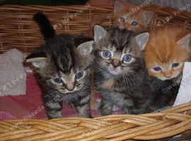Happy, healthy, beautiful kittens