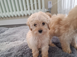 Cockapoo puppies for sale