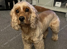 Golden show cocker spaniel