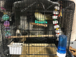 Female cockatiel around 6 years old