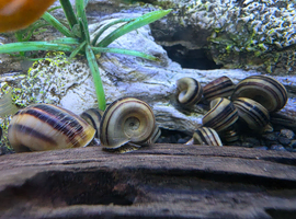 Giant Columbian Ramshorn Snail.