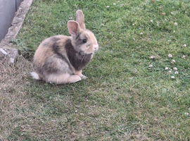 Lionhead lops