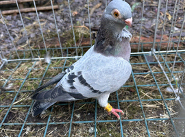 Figuritas hen